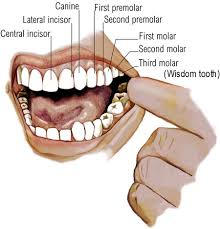 PREMOLAR TEETH