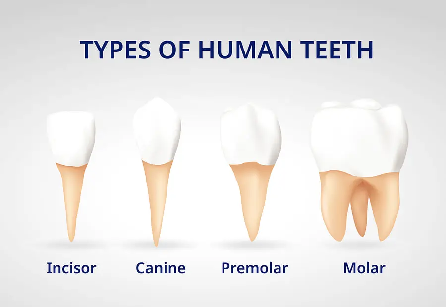 TEETH TYPE